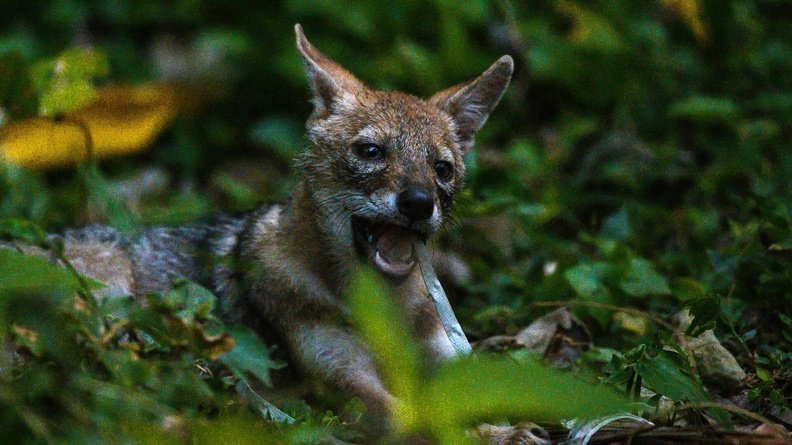 Baby golden jackal (Canis aureus) cub is chewing a plastic box strapping roll used in packaging, in a West Bengal, India